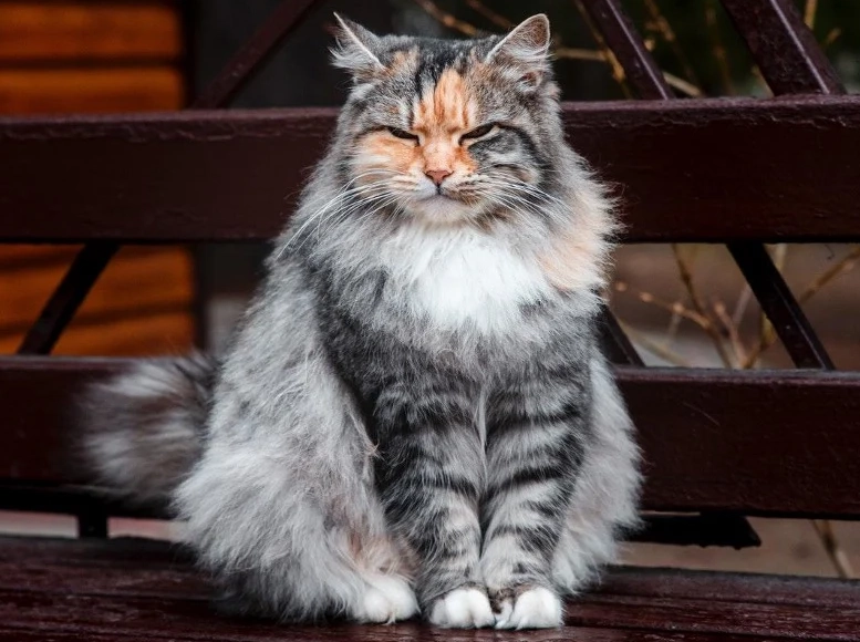 Siberian cat weight
