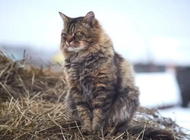 Siberian cat lifespan
