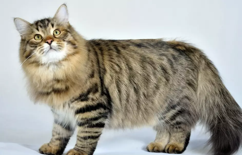 Siberian cat breed