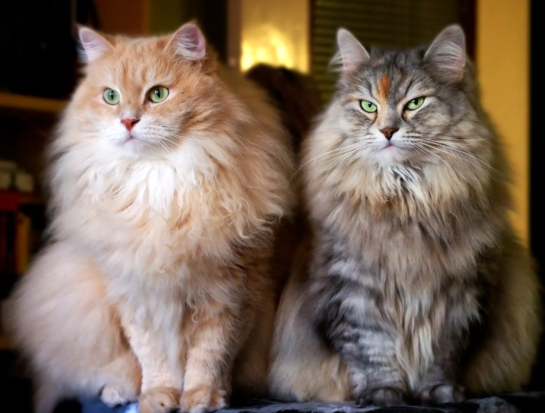 large cat breeds