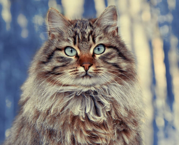 hypoallergenic Siberian cat