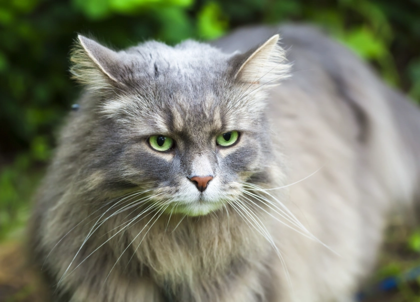 are Siberian cats hypoallergenic