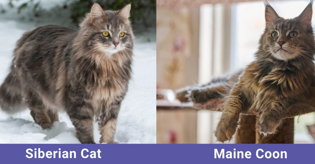 Is a Siberian cat a Maine Coon?