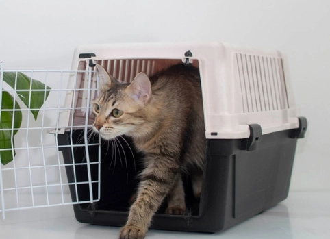 cat adoption timeline