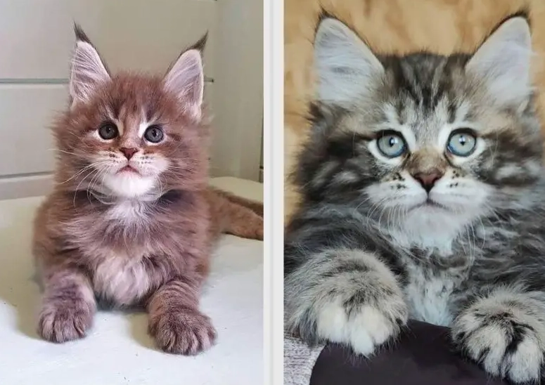 cat breed comparison cat breed comparison