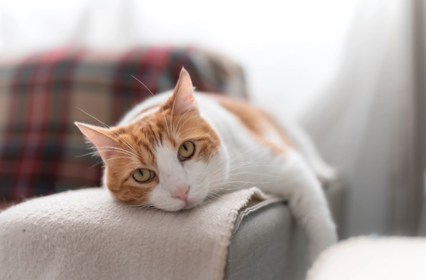 leaving cat home alone