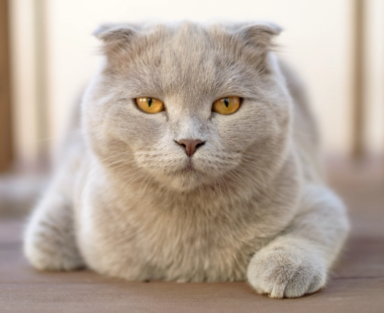 best cat breeds best cat breeds
