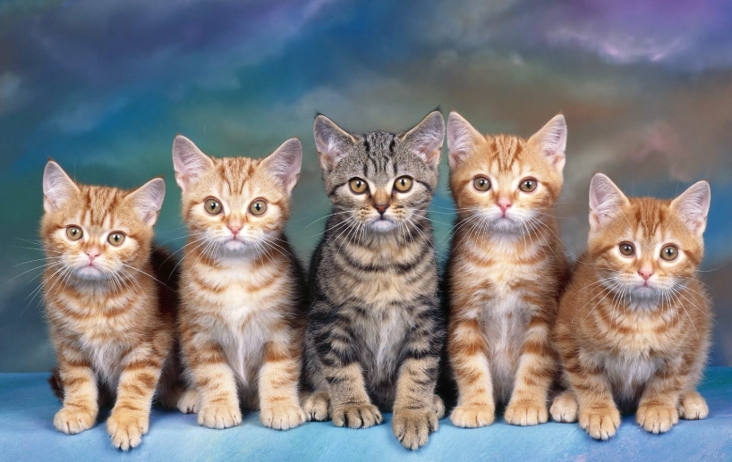 new cat adjustment period