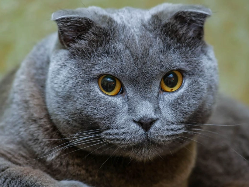 low maintenance cat breeds low maintenance cat breeds