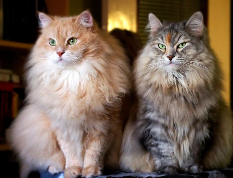 Siberian cat care