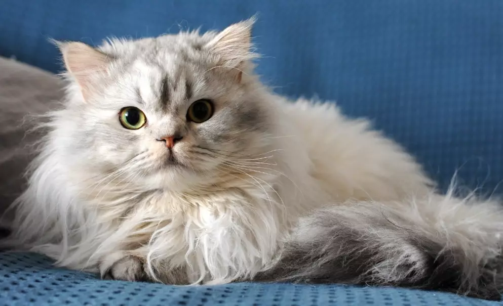 family friendly cat breeds family friendly cat breeds