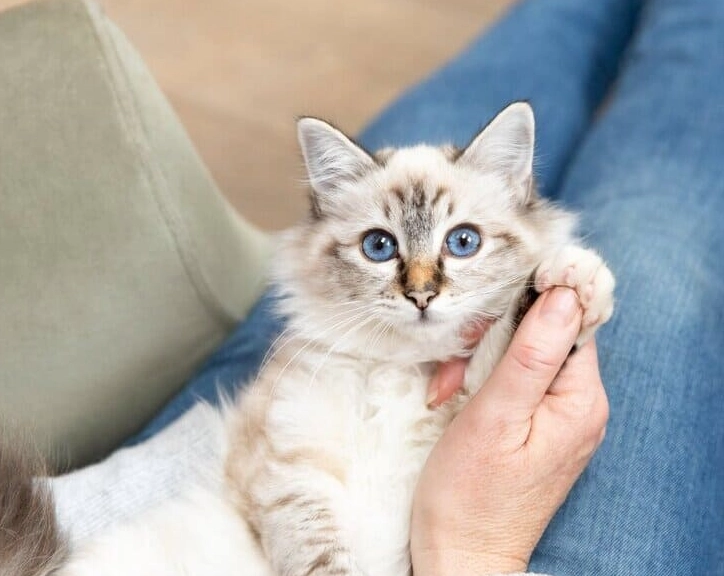 Siberian cat independence