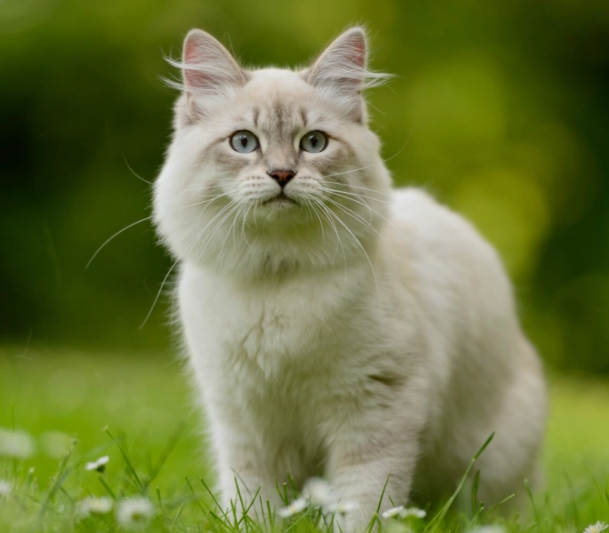 Siberian cat personality