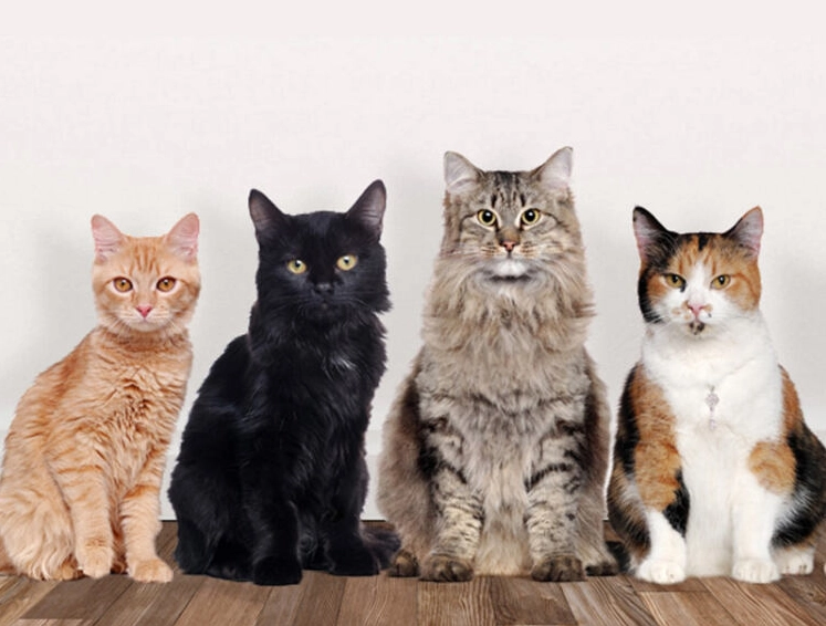 cat breeds list