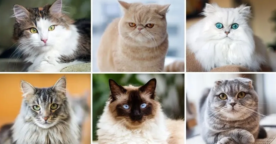Types of cats and their names