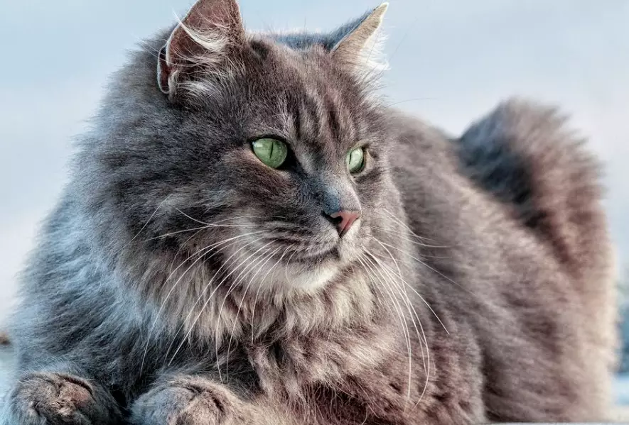 Can Siberian cats be left alone?