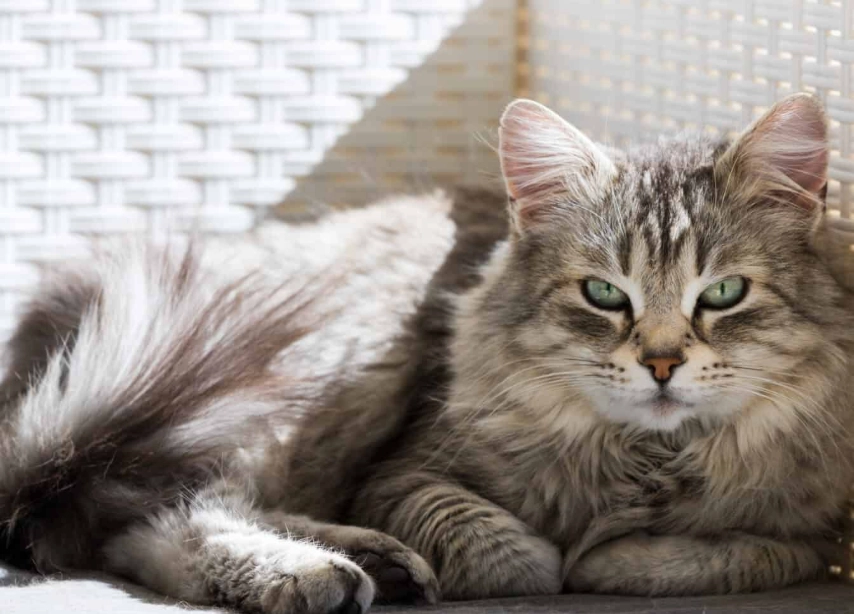 Siberian cat hypoallergenic