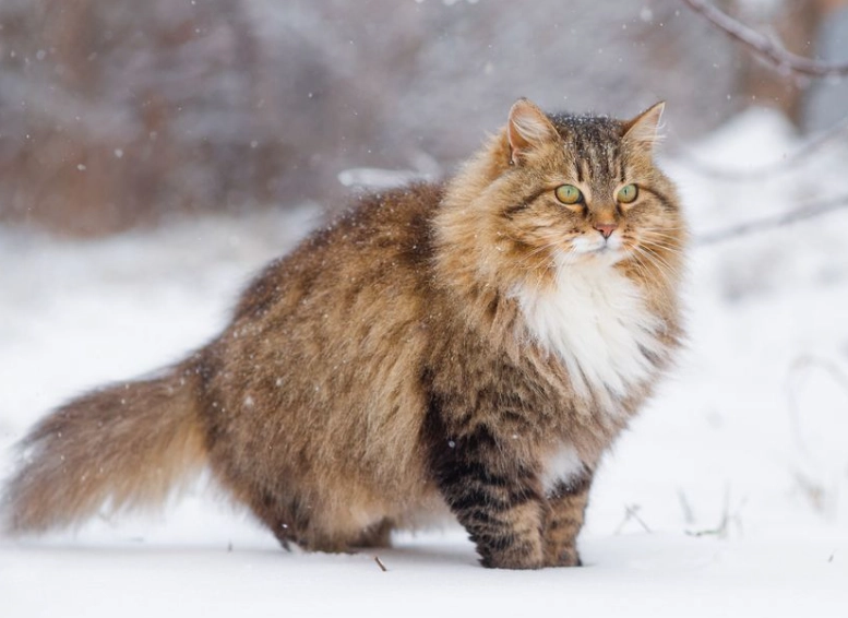 Siberian cat personality