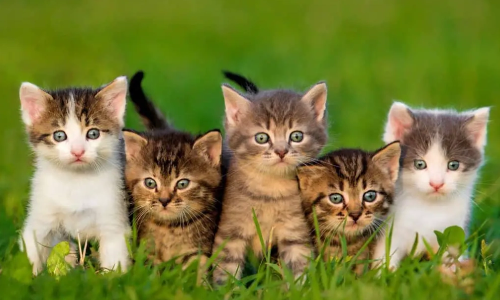 best cat for families