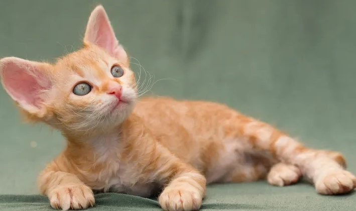 cat adoption timeline