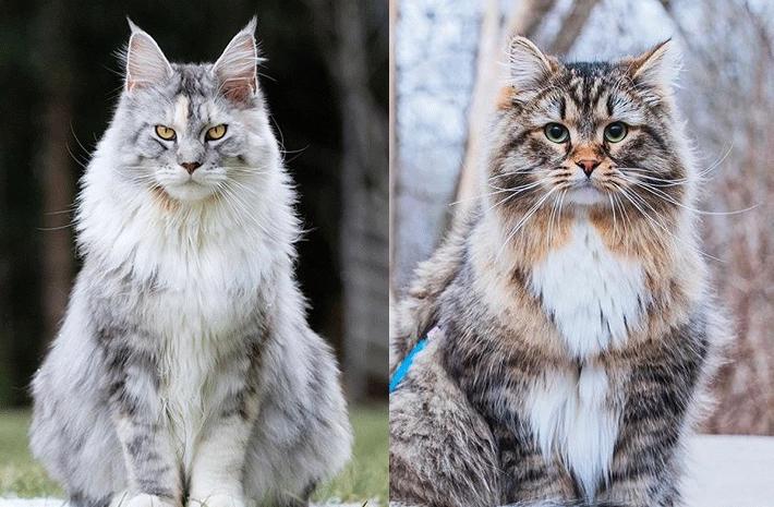 Maine Coon Maine Coon