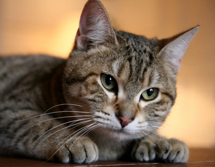 family friendly cat breeds family friendly cat breeds