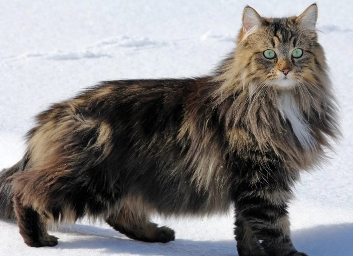 Forest cats of norway facts