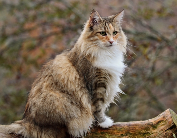Norwegian Forest Cat facts