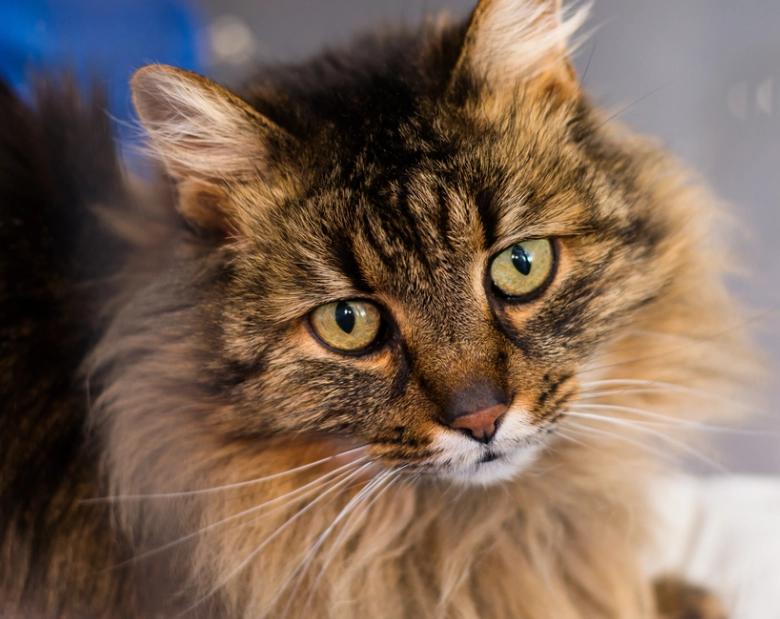 long haired cat grooming