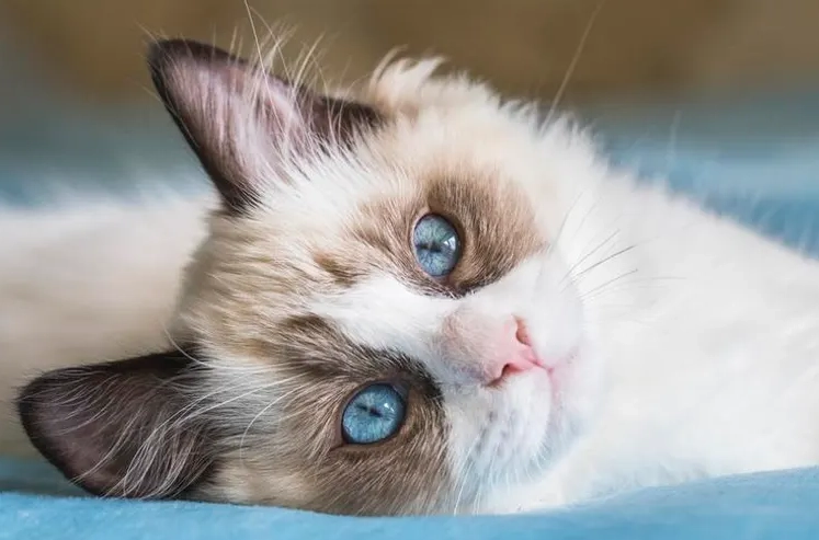 what is the most popular cat