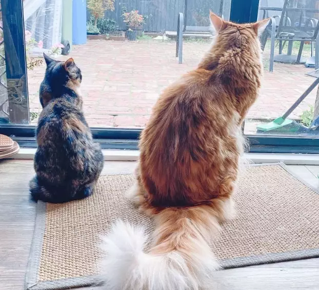 largest domestic cat breed