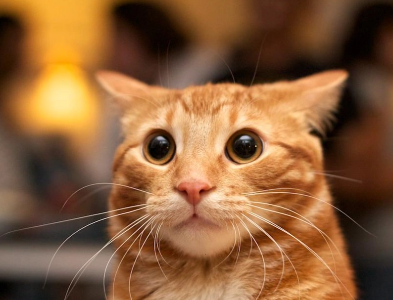 orange cat behavior problems