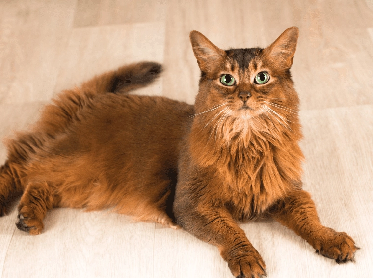 long haired cat grooming