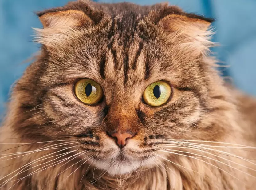 most popular cat breed