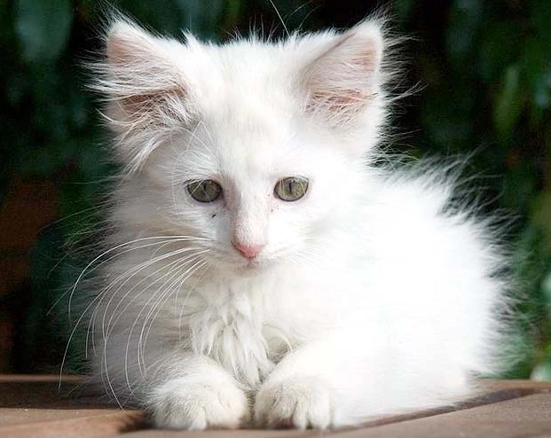 White cat breeds
