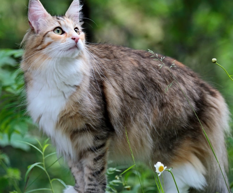 Norwegian Forest Cat care