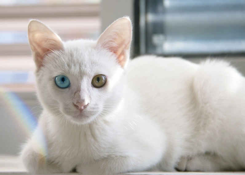 What is the rarest cat color?