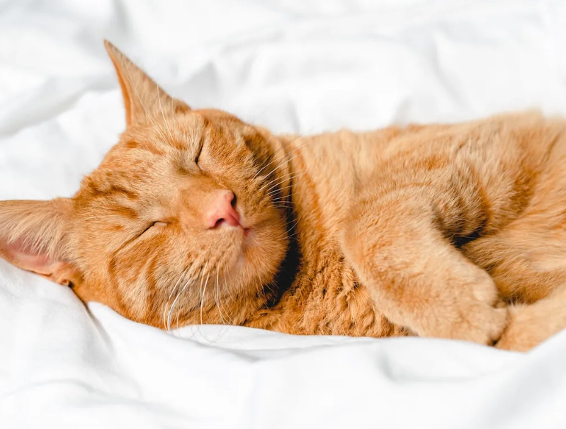 orange tabby cat personality