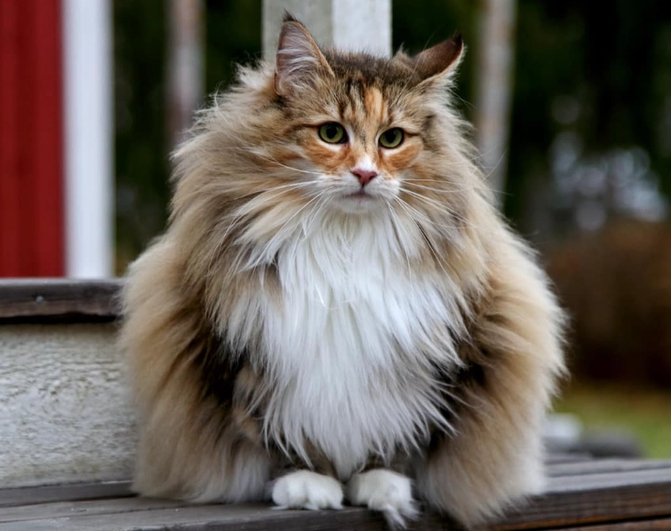 White Norwegian Forest cat