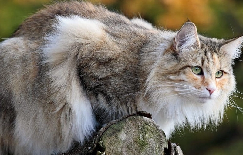 Norwegian forest cat size