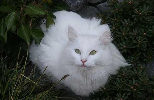 Norwegian Forest cat care