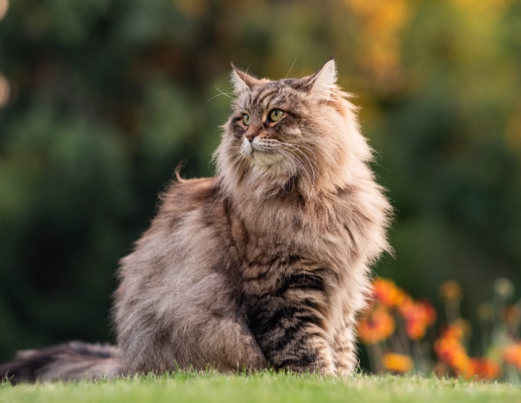 brown long haired cat breeds