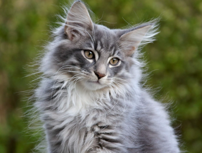 White cat breeds