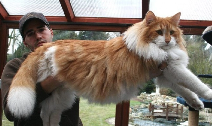 why are Norwegian forest cats big