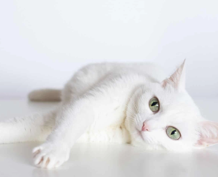 rare white cat breeds