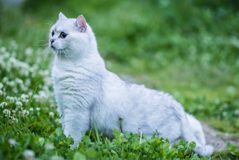 British shorthair cat white care British shorthair cat white care