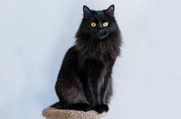 black russian cat personality