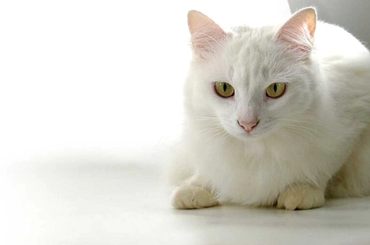 white Russian cat price