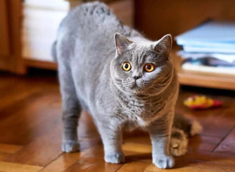 British Shorthair good cat