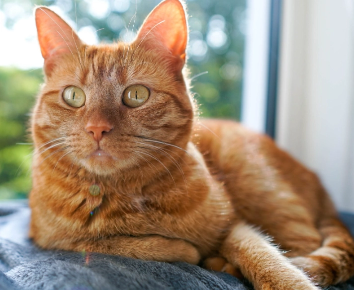 ginger tabby traits